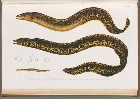 Reproducción/Reproduction 48941716358: Atlas ichthyologique des Indes orientales néêrlandaises :. Amsterdam :Frédéric Muller, editeur,1862-1878. 