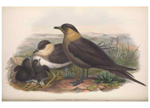 Reproducción/Reproduction 48915312157: The birds of Great Britain. London :Printed by Taylor and Francis, published by the author,1873.. 