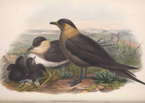 Reproducción/Reproduction 48915312157: The birds of Great Britain. London :Printed by Taylor and Francis, published by the author,1873.. 