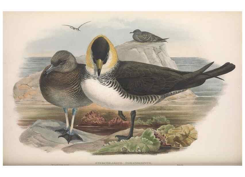Reproducción/Reproduction 48915108666: The birds of Great Britain. London :Printed by Taylor and Francis, published by the author,1873.. 