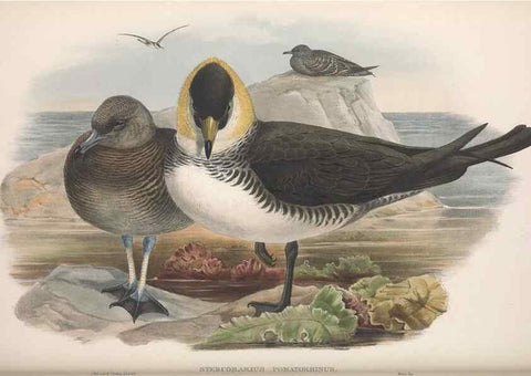 Reproducción/Reproduction 48915108666: The birds of Great Britain. London :Printed by Taylor and Francis, published by the author,1873.. 