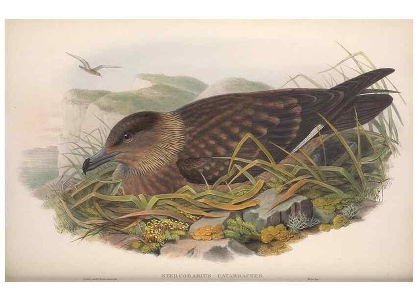 Reproducción/Reproduction 48915108291: The birds of Great Britain. London :Printed by Taylor and Francis, published by the author,1873.. 