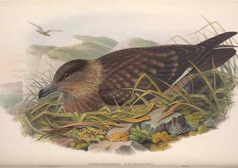 Reproducción/Reproduction 48915108291: The birds of Great Britain. London :Printed by Taylor and Francis, published by the author,1873.. 