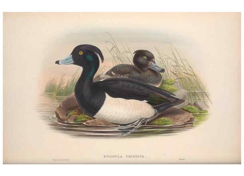 Reproducción/Reproduction 48914556668: The birds of Great Britain. London :Printed by Taylor and Francis, published by the author,1873.. 
