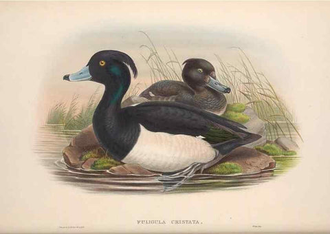 Reproducción/Reproduction 48914556668: The birds of Great Britain. London :Printed by Taylor and Francis, published by the author,1873.. 