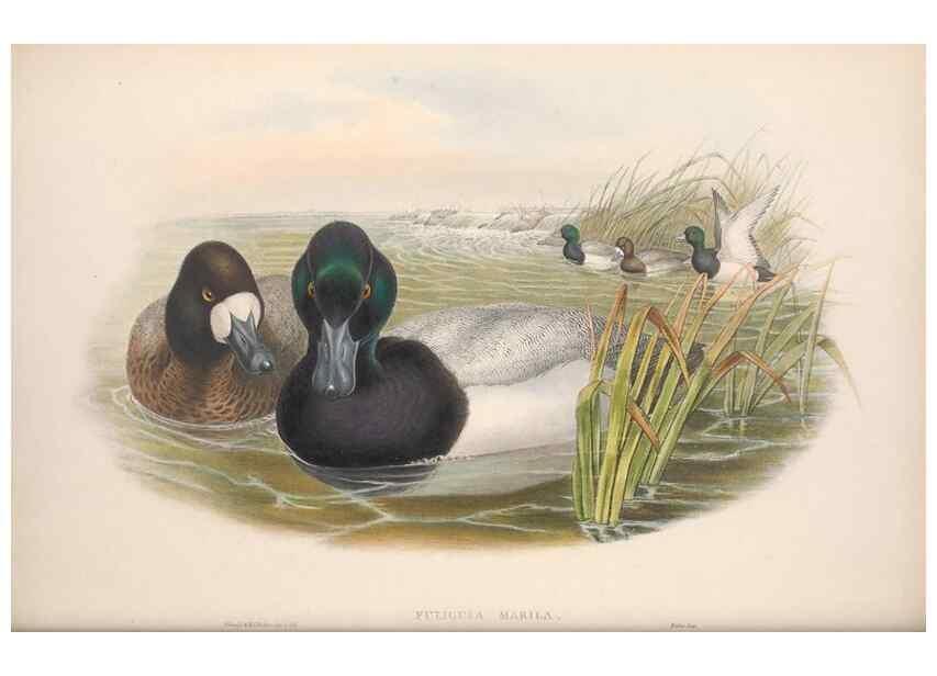 Reproducción/Reproduction 48915288882: The birds of Great Britain. London :Printed by Taylor and Francis, published by the author,1873.. 