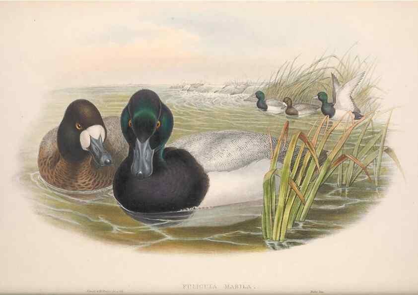 Reproducción/Reproduction 48915288882: The birds of Great Britain. London :Printed by Taylor and Francis, published by the author,1873.. 