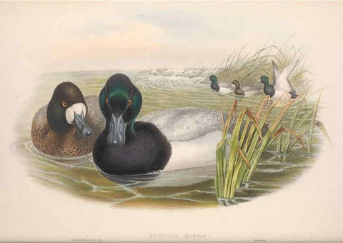 Reproducción/Reproduction 48915288882: The birds of Great Britain. London :Printed by Taylor and Francis, published by the author,1873.. 