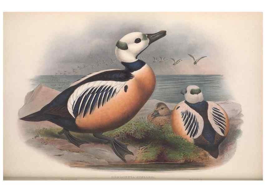Reproducción/Reproduction 48915289282: The birds of Great Britain. London :Printed by Taylor and Francis, published by the author,1873.. 