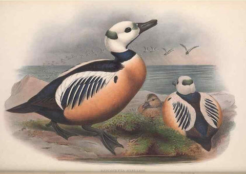 Reproducción/Reproduction 48915289282: The birds of Great Britain. London :Printed by Taylor and Francis, published by the author,1873.. 