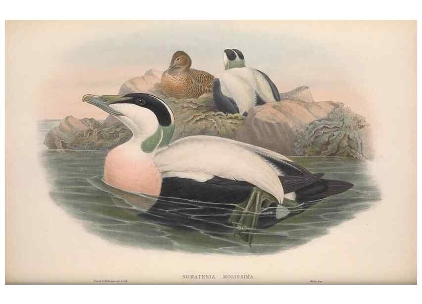 Reproducción/Reproduction 48915289722: The birds of Great Britain. London :Printed by Taylor and Francis, published by the author,1873.. 