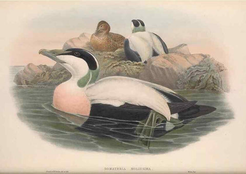 Reproducción/Reproduction 48915289722: The birds of Great Britain. London :Printed by Taylor and Francis, published by the author,1873.. 