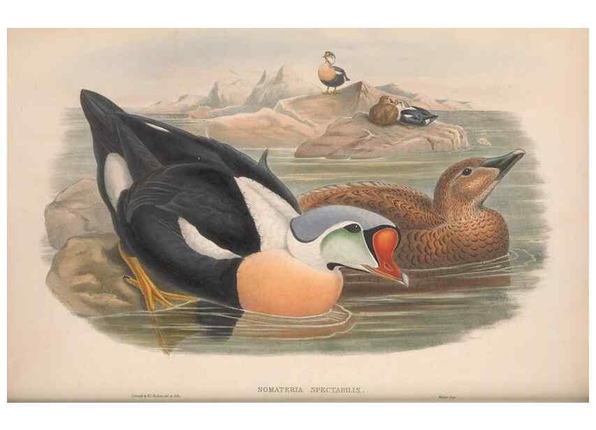 Reproducción/Reproduction 48915290137: The birds of Great Britain. London :Printed by Taylor and Francis, published by the author,1873.. 