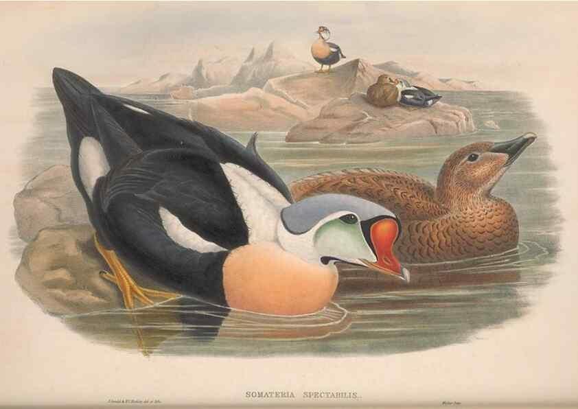 Reproducción/Reproduction 48915290137: The birds of Great Britain. London :Printed by Taylor and Francis, published by the author,1873.. 