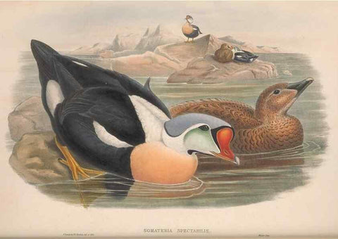 Reproducción/Reproduction 48915290137: The birds of Great Britain. London :Printed by Taylor and Francis, published by the author,1873.. 