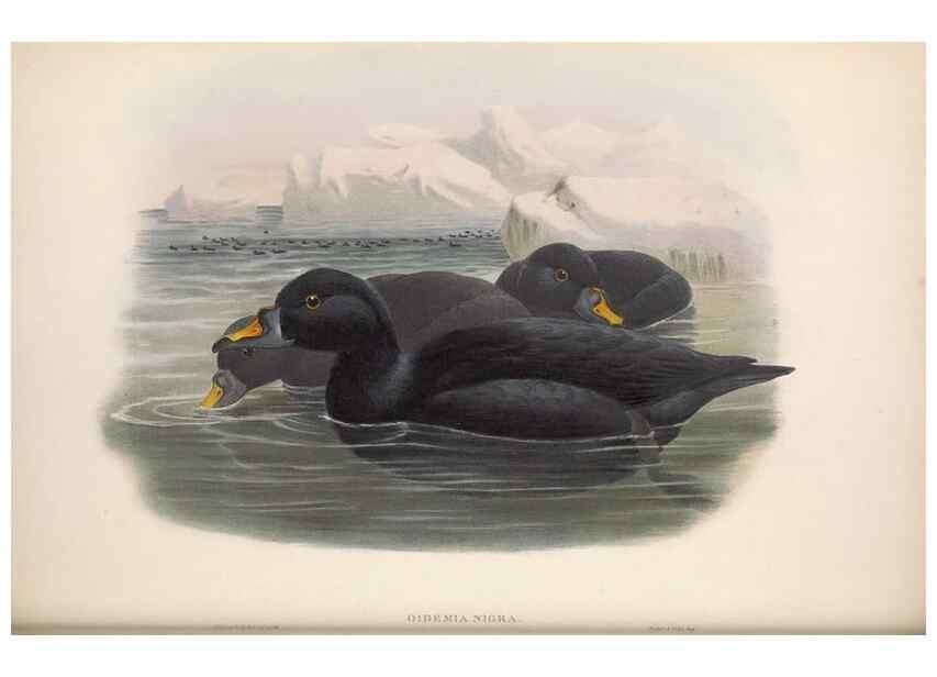 Reproducción/Reproduction 48914558663: The birds of Great Britain. London :Printed by Taylor and Francis, published by the author,1873.. 