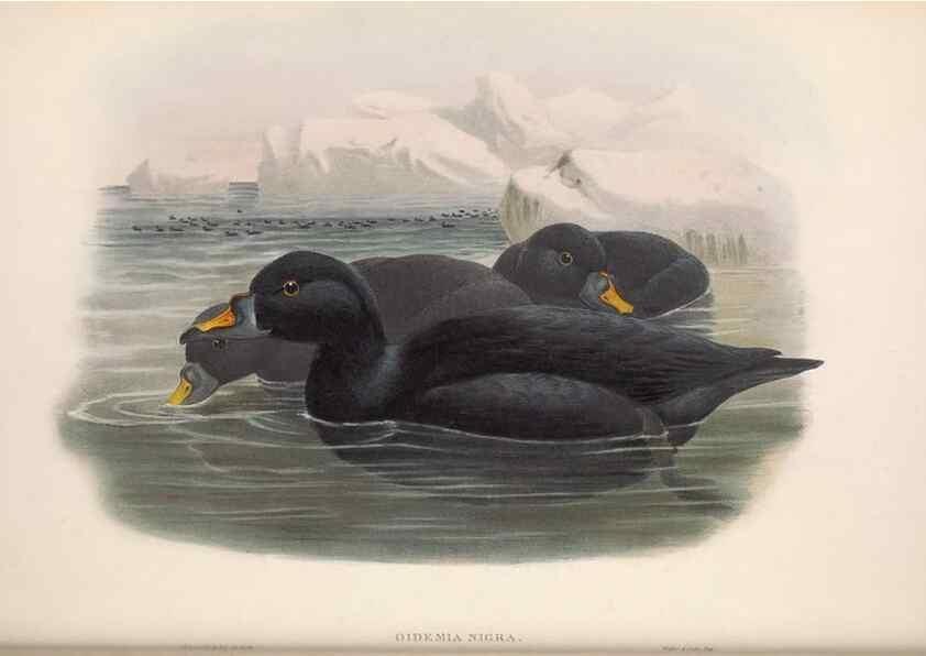 Reproducción/Reproduction 48914558663: The birds of Great Britain. London :Printed by Taylor and Francis, published by the author,1873.. 