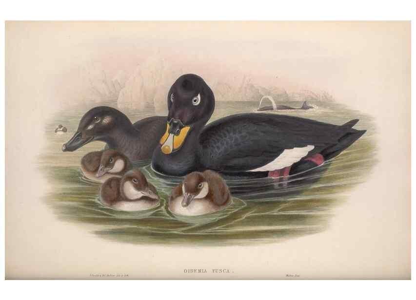 Reproducción/Reproduction 48914559038: The birds of Great Britain. London :Printed by Taylor and Francis, published by the author,1873.. 