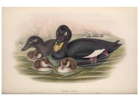 Reproducción/Reproduction 48914559038: The birds of Great Britain. London :Printed by Taylor and Francis, published by the author,1873.. 