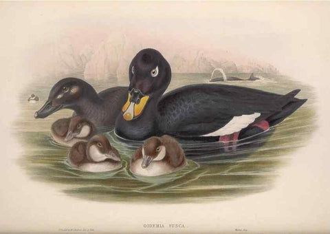 Reproducción/Reproduction 48914559038: The birds of Great Britain. London :Printed by Taylor and Francis, published by the author,1873.. 