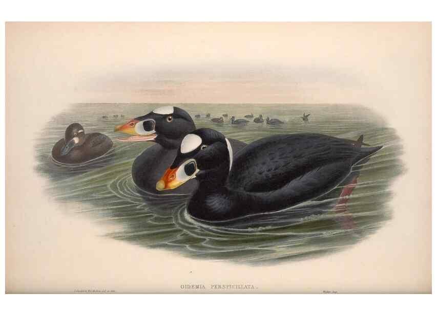Reproducción/Reproduction 48914559528: The birds of Great Britain. London :Printed by Taylor and Francis, published by the author,1873.. 