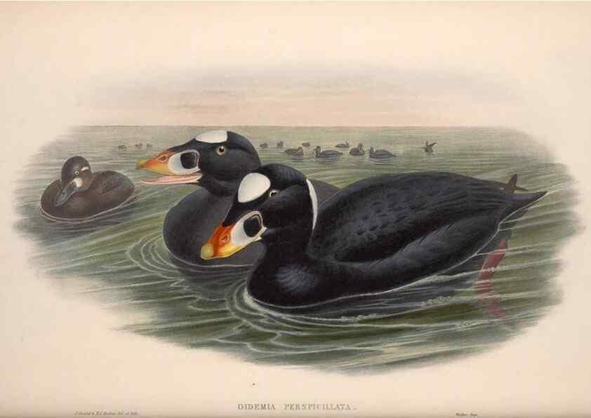 Reproducción/Reproduction 48914559528: The birds of Great Britain. London :Printed by Taylor and Francis, published by the author,1873.. 