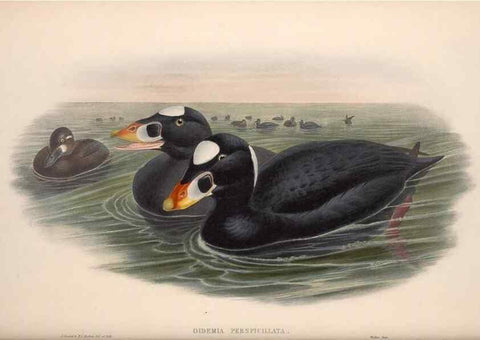 Reproducción/Reproduction 48914559528: The birds of Great Britain. London :Printed by Taylor and Francis, published by the author,1873.. 