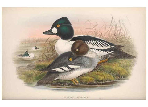 Reproducción/Reproduction 48915291627: The birds of Great Britain. London :Printed by Taylor and Francis, published by the author,1873.. 