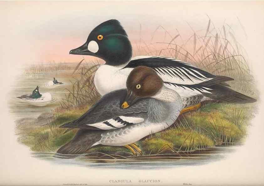 Reproducción/Reproduction 48915291627: The birds of Great Britain. London :Printed by Taylor and Francis, published by the author,1873.. 