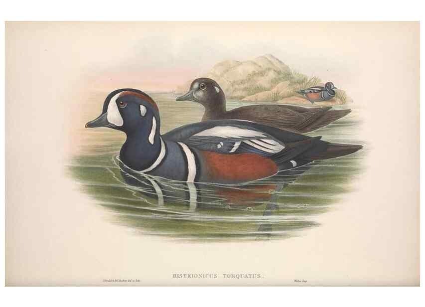 Reproducción/Reproduction 48915089216: The birds of Great Britain. London :Printed by Taylor and Francis, published by the author,1873.. 