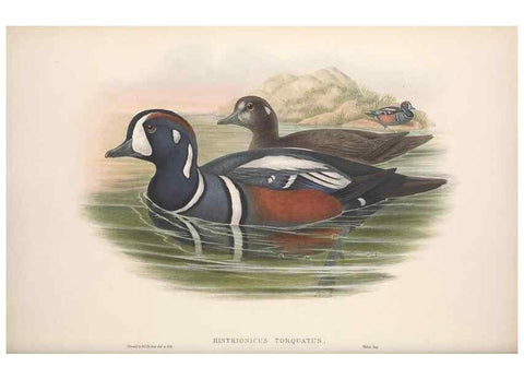 Reproducción/Reproduction 48915089216: The birds of Great Britain. London :Printed by Taylor and Francis, published by the author,1873.. 