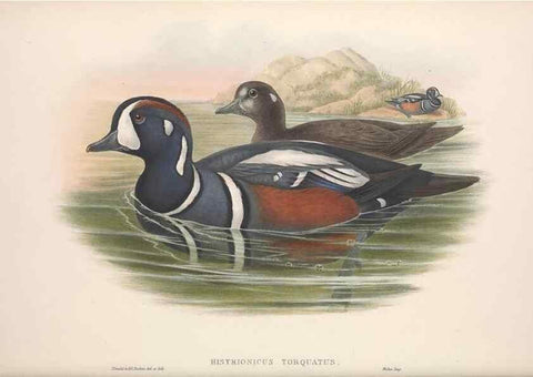 Reproducción/Reproduction 48915089216: The birds of Great Britain. London :Printed by Taylor and Francis, published by the author,1873.. 