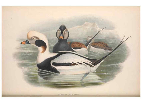 Reproducción/Reproduction 48915089676: The birds of Great Britain. London :Printed by Taylor and Francis, published by the author,1873.. 