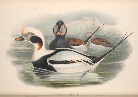 Reproducción/Reproduction 48915089676: The birds of Great Britain. London :Printed by Taylor and Francis, published by the author,1873.. 