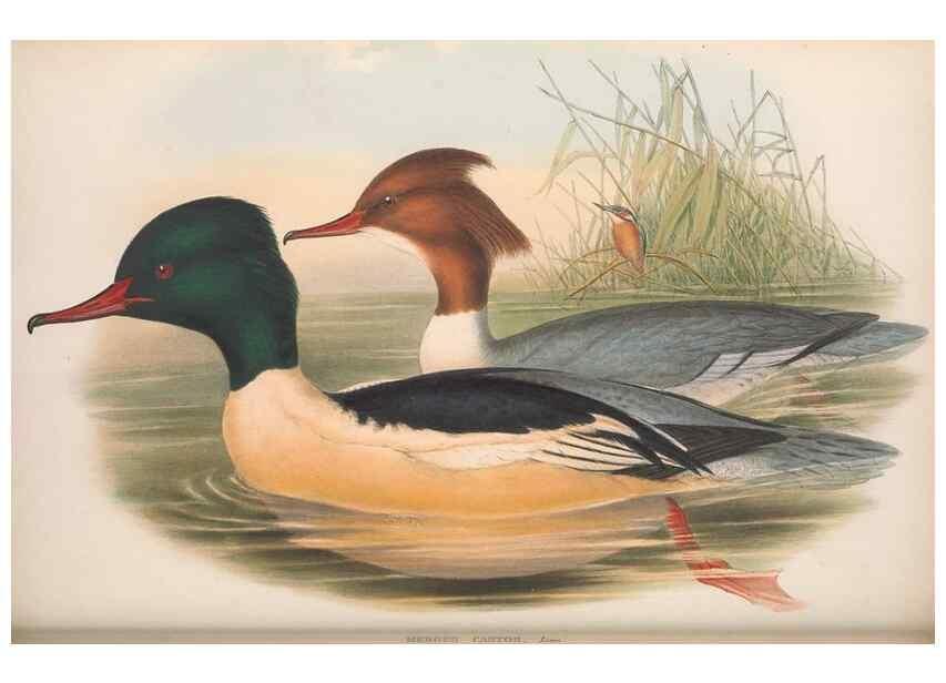 Reproducción/Reproduction 48915090076: The birds of Great Britain. London :Printed by Taylor and Francis, published by the author,1873.. 