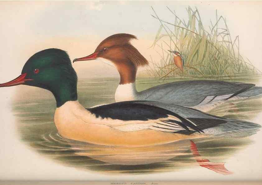 Reproducción/Reproduction 48915090076: The birds of Great Britain. London :Printed by Taylor and Francis, published by the author,1873.. 