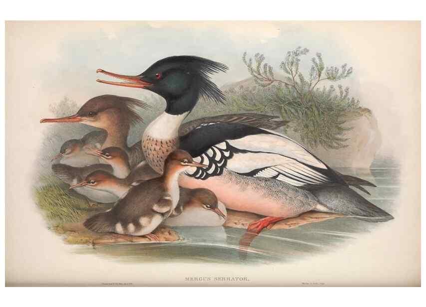 Reproducción/Reproduction 48914561918: The birds of Great Britain. London :Printed by Taylor and Francis, published by the author,1873.. 