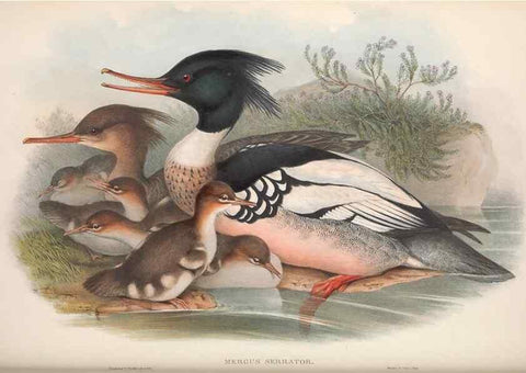 Reproducción/Reproduction 48914561918: The birds of Great Britain. London :Printed by Taylor and Francis, published by the author,1873.. 