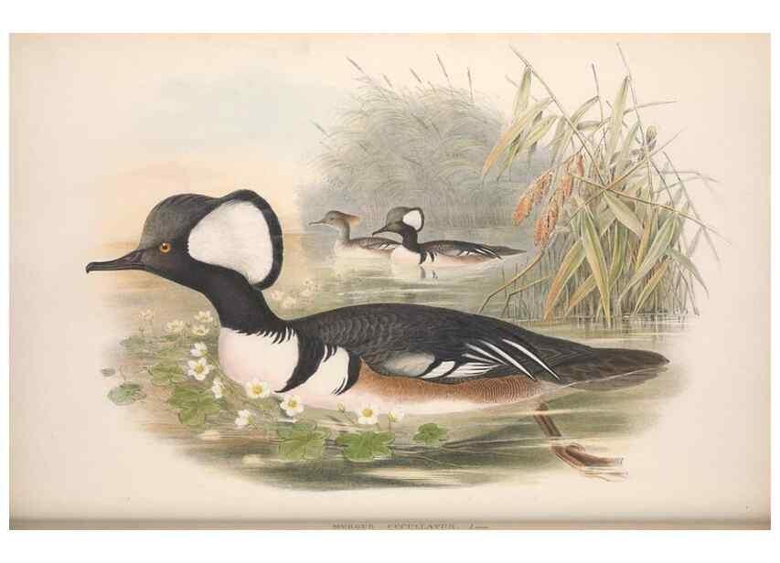 Reproducción/Reproduction 48915090926: The birds of Great Britain. London :Printed by Taylor and Francis, published by the author,1873.. 