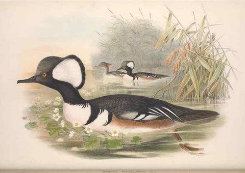 Reproducción/Reproduction 48915090926: The birds of Great Britain. London :Printed by Taylor and Francis, published by the author,1873.. 