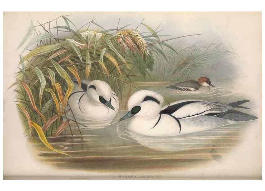 Reproducción/Reproduction 48915091286: The birds of Great Britain. London :Printed by Taylor and Francis, published by the author,1873.. 