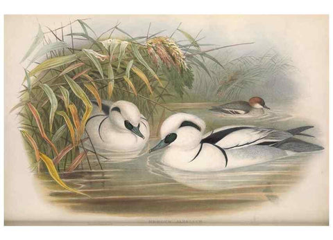Reproducción/Reproduction 48915091286: The birds of Great Britain. London :Printed by Taylor and Francis, published by the author,1873.. 