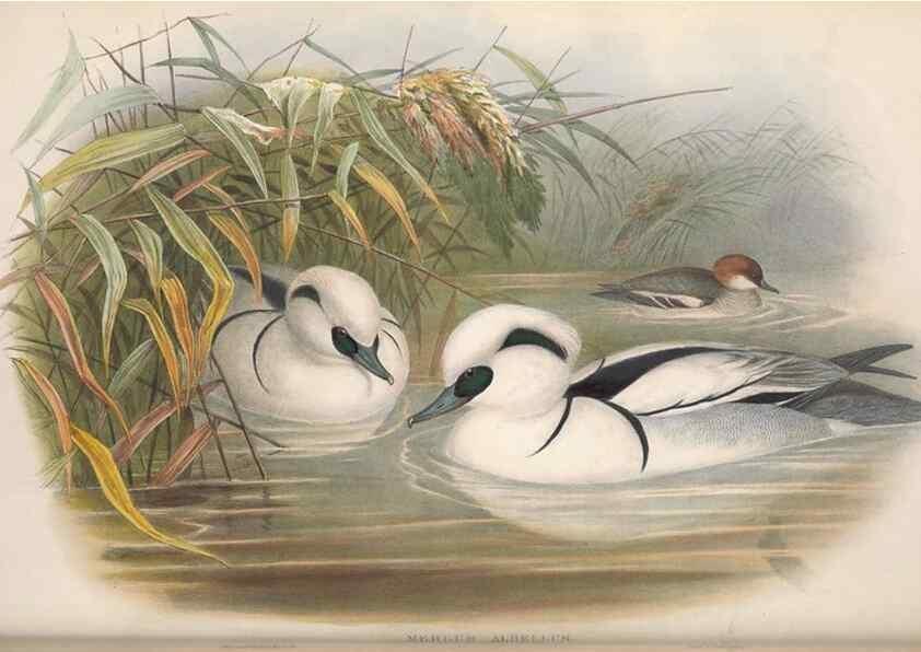 Reproducción/Reproduction 48915091286: The birds of Great Britain. London :Printed by Taylor and Francis, published by the author,1873.. 