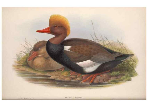 Reproducción/Reproduction 48915288157: The birds of Great Britain. London :Printed by Taylor and Francis, published by the author,1873.. 