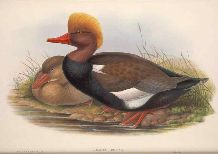 Reproducción/Reproduction 48915288157: The birds of Great Britain. London :Printed by Taylor and Francis, published by the author,1873.. 