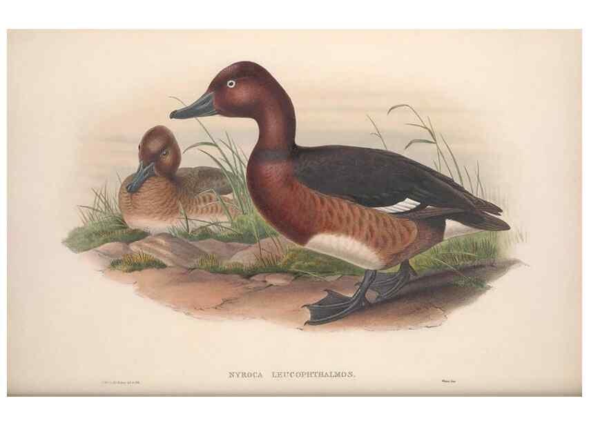 Reproducción/Reproduction 48914555803: The birds of Great Britain. London :Printed by Taylor and Francis, published by the author,1873.. 