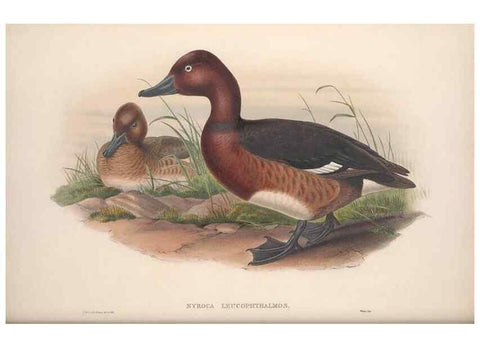 Reproducción/Reproduction 48914555803: The birds of Great Britain. London :Printed by Taylor and Francis, published by the author,1873.. 