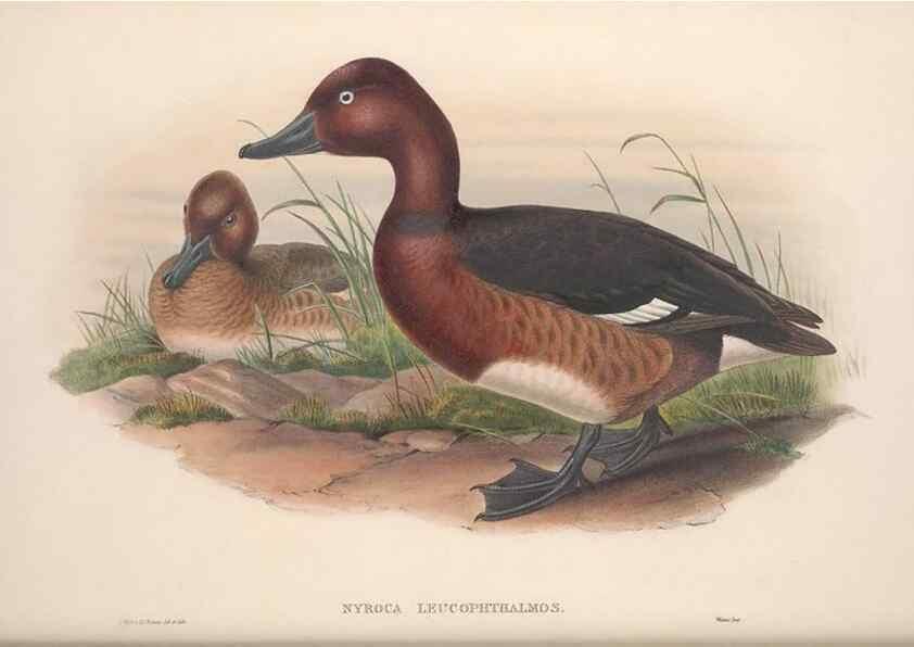 Reproducción/Reproduction 48914555803: The birds of Great Britain. London :Printed by Taylor and Francis, published by the author,1873.. 