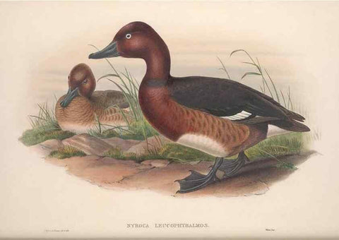 Reproducción/Reproduction 48914555803: The birds of Great Britain. London :Printed by Taylor and Francis, published by the author,1873.. 