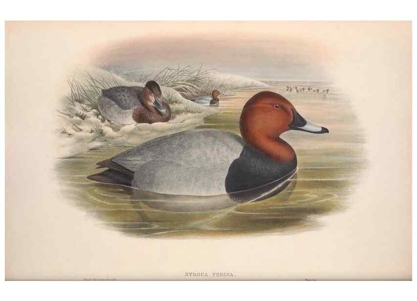 Reproducción/Reproduction 48914555338: The birds of Great Britain. London :Printed by Taylor and Francis, published by the author,1873.. 